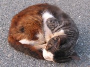 猫は駐車場で丸くなるぅ(クリックで拡大画像)