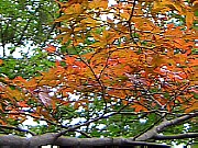 紅葉。(クリックで拡大画像)